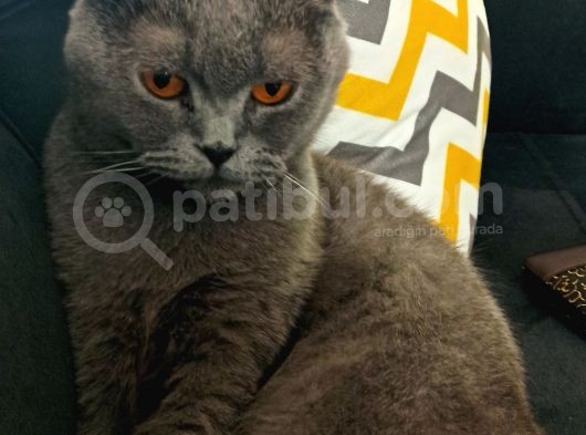 British Shorthair Kızımıza Yuva Arıyoruz görsel