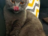 British Shorthair Kızımıza Yuva Arıyoruz