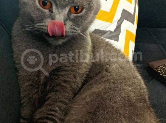 British Shorthair Kızımıza Yuva Arıyoruz görsel