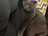 British Shorthair Kızımıza Yuva Arıyoruz