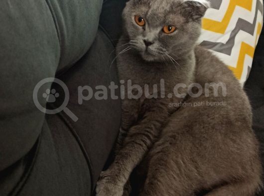 British Shorthair Kızımıza Yuva Arıyoruz
