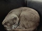 British Shorthair Kızımıza Yuva Arıyoruz