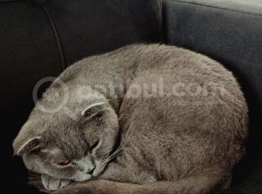 British Shorthair Kızımıza Yuva Arıyoruz görsel
