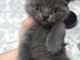 British Shorthair Orjinal Irk