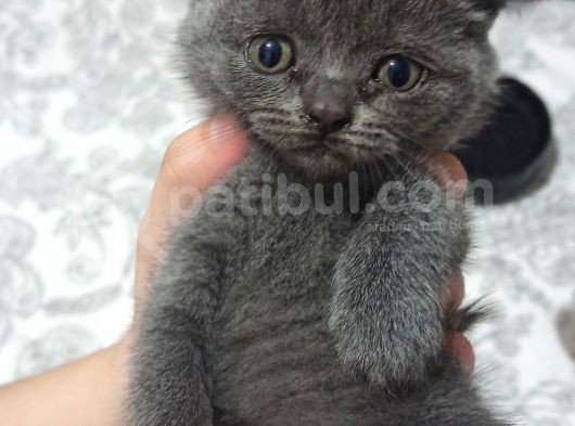 British Shorthair Orjinal Irk görsel