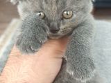 British Shorthair Orjinal Irk