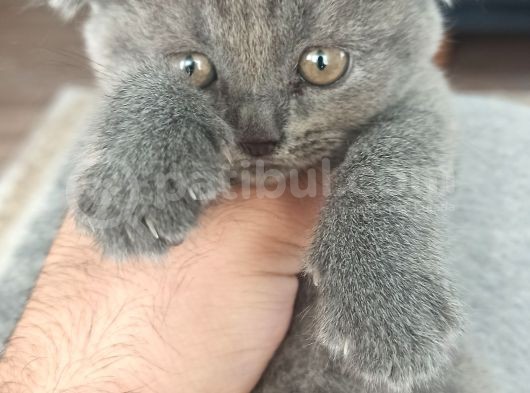 British Shorthair Orjinal Irk
