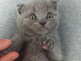 British Shorthair Orjinal Irk
