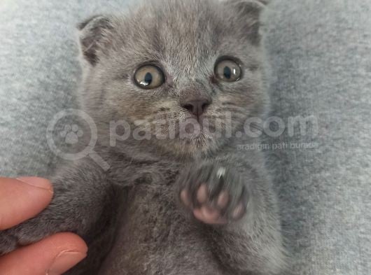 British Shorthair Orjinal Irk görsel