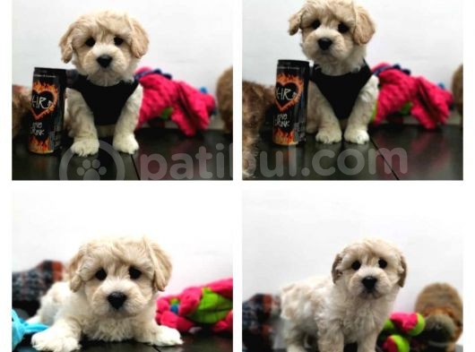 Malti̇po Ci̇nsi̇