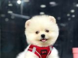 Secereli Teddy Face Pomeranian Boo