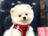 Secereli Teddy Face Pomeranian Boo