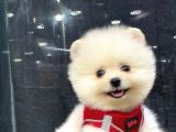 Secereli Teddy Face Pomeranian Boo