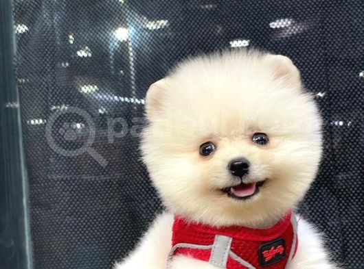 Secereli Teddy Face Pomeranian Boo görsel