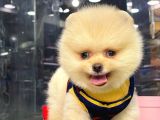 Erkek Dişi Teddy Face Pomeranian Boo