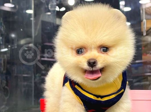 Erkek Dişi Teddy Face Pomeranian Boo