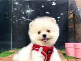 Secereli Teddy Face Pomeranian Boo
