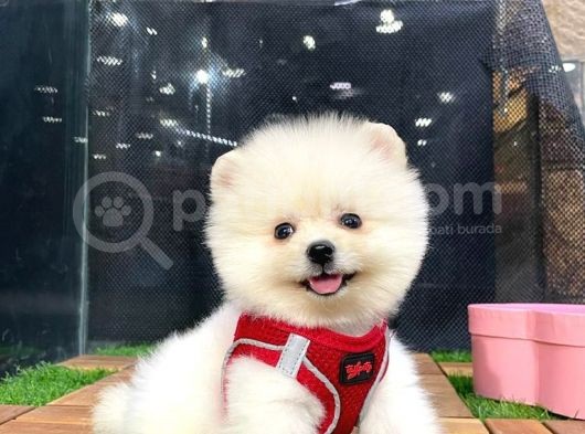 Secereli Teddy Face Pomeranian Boo görsel