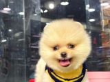 Erkek Dişi Teddy Face Pomeranian Boo