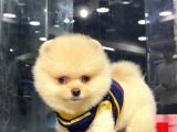 Erkek Dişi Teddy Face Pomeranian Boo