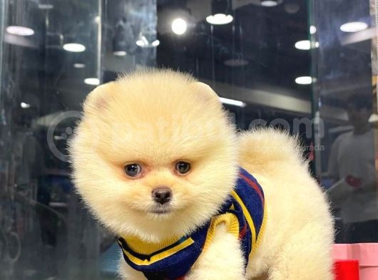 Erkek Dişi Teddy Face Pomeranian Boo görsel
