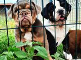 Egzotik Buldozer Yavru Köpekler