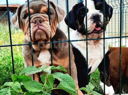 Egzotik Buldozer Yavru Köpekler