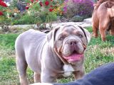 Egzotik Buldozer Yavru Köpekler