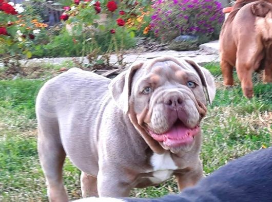 Egzotik Buldozer Yavru Köpekler görsel
