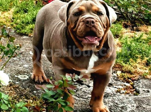 Egzotik Buldozer Yavru Köpekler görsel