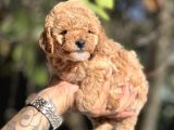 Mi̇ni̇ Toy Poodle Bebekler
