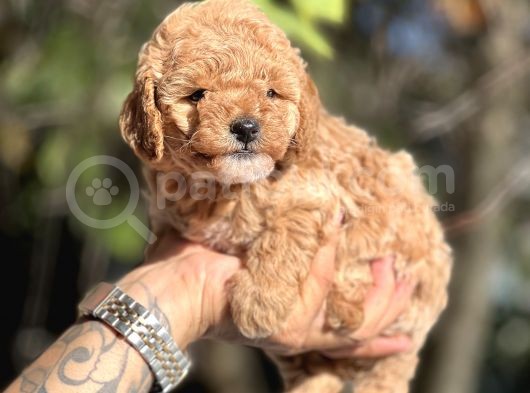 Mi̇ni̇ Toy Poodle Bebekler