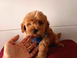 Dizayn Irk Sevimli Maltipoo Yavrular