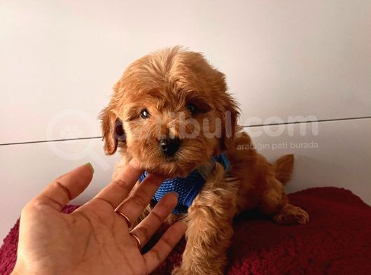 Dizayn Irk Sevimli Maltipoo Yavrular görsel