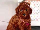 Red Brown Toy Poodle Yavrular