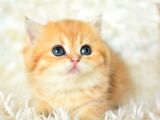 Golden Rengi̇ni̇n en Güzel Tonu Ny11 Bri̇ti̇sh Shorthai̇r