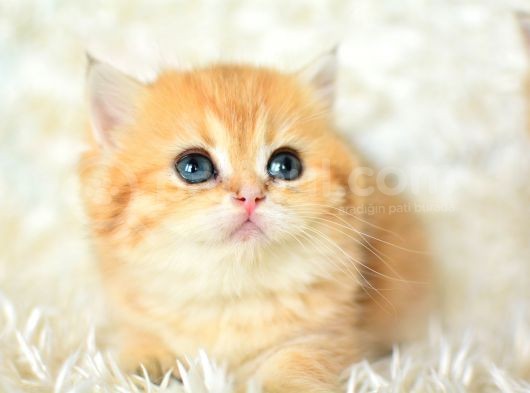 Golden Rengi̇ni̇n En Güzel Tonu Ny11 Bri̇ti̇sh Shorthai̇r