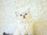 Show Güzelli̇kte Lynx Bri̇ti̇sh Longhai̇r