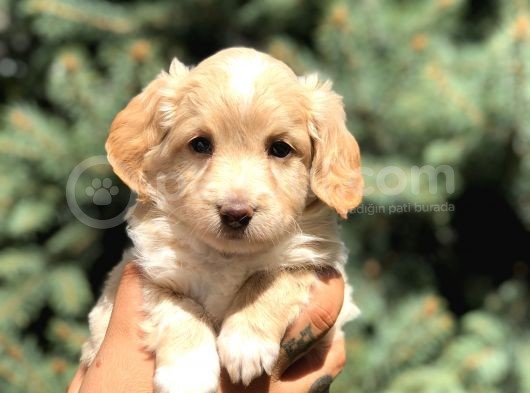 Latte Renk Maltıpoo