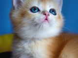 British Golden Ny12 Short Hair Yavrularimiz
