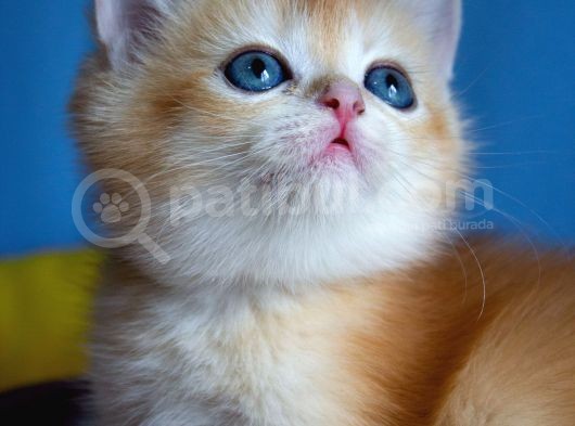 British Golden Ny12 Short Hair Yavrularimiz görsel