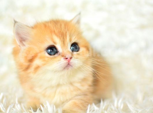 Golden Rengi̇ni̇n En Güzel Tonu Ny11 Bri̇ti̇sh Shorthai̇r görsel