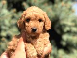 Brown Toy Poodle