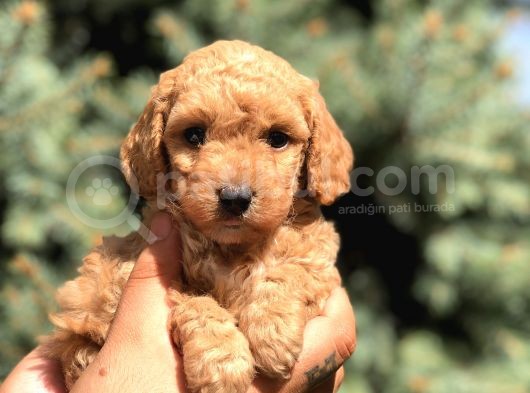 Brown Toy Poodle
