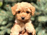 Mavi Gözlü  Orjinal Maltıpoo
