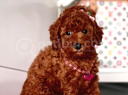 Safkan Pomeranian Boo Yavrularımız