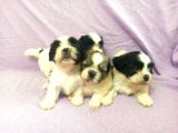 Shih Tzu Yavrular
