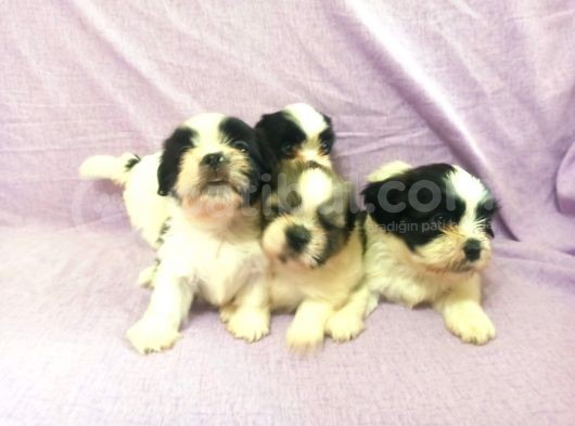 Shih Tzu Yavrular