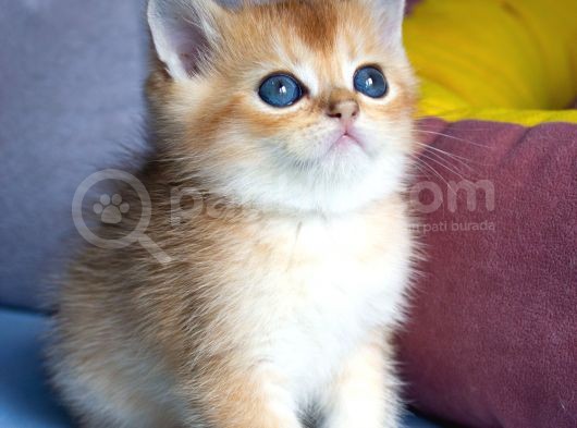 British Golden Ny12 Short Hair Yavrularimiz görsel