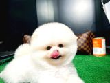 Ayı Surat Pomeranian Boo Yavrularımız